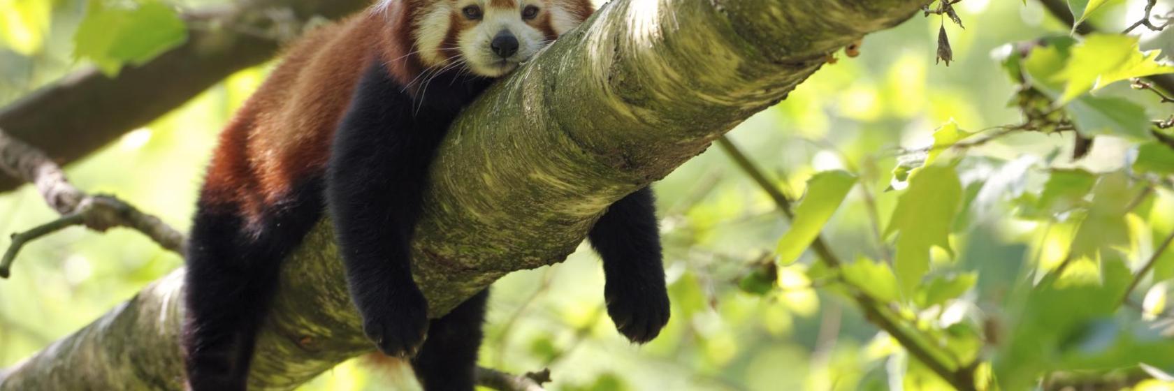 Dierentuin van Knoxville